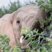 <h2>The Best of South Africa Escorted 2016</h2>13 Nights, 3 on Safari at Shamwari Game Preserve | 5 Rounds | March 2 – 16