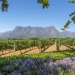 <h2>The Best of South Africa Escorted 2016</h2>13 Nights, 3 on Safari at Shamwari Game Preserve | 5 Rounds | March 2 – 16