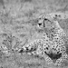 <h2>The Best of South Africa Escorted 2016</h2>13 Nights, 3 on Safari at Shamwari Game Preserve | 5 Rounds | March 2 – 16