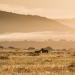 <h2>The Best of South Africa Escorted 2016</h2>13 Nights, 3 on Safari at Shamwari Game Preserve | 5 Rounds | March 2 – 16