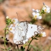 <h2>The Best of South Africa Escorted 2016</h2>13 Nights, 3 on Safari at Shamwari Game Preserve | 5 Rounds | March 2 – 16