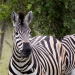 <h2>The Best of South Africa Escorted 2023</h2> 14 Nights | 6 Rounds | March 11 - 25