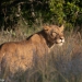 <h2>The Best of South Africa Escorted 2023</h2> 14 Nights | 6 Rounds | March 11 - 25