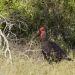 <h2>The Best of South Africa Escorted 2023</h2> 14 Nights | 6 Rounds | March 11 - 25