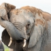 <h2>The Best of South Africa Escorted 2023</h2> 14 Nights | 6 Rounds | March 11 - 25