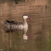 <h2>The Best of South Africa Escorted 2023</h2> 14 Nights | 6 Rounds | March 11 - 25
