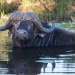 <h2>The Best of South Africa Escorted 2023</h2> 14 Nights | 6 Rounds | March 11 - 25