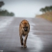 <h2>The Best of South Africa Escorted 2023</h2> 14 Nights | 6 Rounds | March 11 - 25