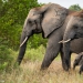 <h2>The Best of South Africa Escorted 2023</h2> 14 Nights | 6 Rounds | March 11 - 25