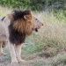 <h2>The Best of South Africa Escorted 2023</h2> 14 Nights | 6 Rounds | March 11 - 25