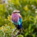 <h2>The Best of South Africa Escorted 2023</h2> 14 Nights | 6 Rounds | March 11 - 25