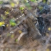 <h2>The Best of South Africa Escorted 2023</h2> 14 Nights | 6 Rounds | March 11 - 25