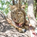 <h2>The Best of South Africa Escorted 2023</h2> 14 Nights | 6 Rounds | March 11 - 25