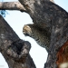<h2>The Best of South Africa Escorted 2023</h2> 14 Nights | 6 Rounds | March 11 - 25