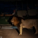 <h2>The Best of South Africa Escorted 2023</h2> 14 Nights | 6 Rounds | March 11 - 25