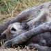 <h2>The Best of South Africa Escorted 2023</h2> 14 Nights | 6 Rounds | March 11 - 25
