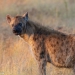 <h2>The Best of South Africa Escorted 2023</h2> 14 Nights | 6 Rounds | March 11 - 25