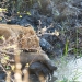 <h2>The Best of South Africa Escorted 2023</h2> 14 Nights | 6 Rounds | March 11 - 25