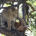 <h2>The Best of South Africa Escorted 2023</h2> 14 Nights | 6 Rounds | March 11 - 25