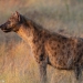 <h2>The Best of South Africa Escorted 2023</h2> 14 Nights | 6 Rounds | March 11 - 25