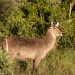 <h2>The Best of South Africa Escorted 2023</h2> 14 Nights | 6 Rounds | March 11 - 25