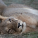 <h2>The Best of South Africa Escorted 2023</h2> 14 Nights | 6 Rounds | March 11 - 25