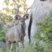 <h2>The Best of South Africa Escorted 2023</h2> 14 Nights | 6 Rounds | March 11 - 25