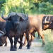 <h2>The Best of South Africa Escorted 2023</h2> 14 Nights | 6 Rounds | March 11 - 25