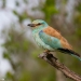 <h2>The Best of South Africa Escorted 2023</h2> 14 Nights | 6 Rounds | March 11 - 25