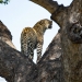 <h2>The Best of South Africa Escorted 2023</h2> 14 Nights | 6 Rounds | March 11 - 25