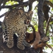 <h2>The Best of South Africa Escorted 2023</h2> 14 Nights | 6 Rounds | March 11 - 25