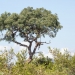 <h2>The Best of South Africa Escorted 2023</h2> 14 Nights | 6 Rounds | March 11 - 25