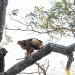 <h2>The Best of South Africa Escorted 2023</h2> 14 Nights | 6 Rounds | March 11 - 25