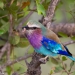 <h2>The Best of South Africa Escorted 2023</h2> 14 Nights | 6 Rounds | March 11 - 25