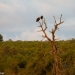 <h2>The Best of South Africa Escorted 2023</h2> 14 Nights | 6 Rounds | March 11 - 25