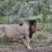 <h2>The Best of South Africa Escorted 2023</h2> 14 Nights | 6 Rounds | March 11 - 25