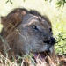 <h2>The Best of South Africa Escorted 2023</h2> 14 Nights | 6 Rounds | March 11 - 25
