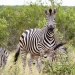 <h2>The Best of South Africa Escorted 2023</h2> 14 Nights | 6 Rounds | March 11 - 25