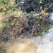 <h2>The Best of South Africa Escorted 2023</h2> 14 Nights | 6 Rounds | March 11 - 25
