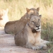 <h2>The Best of South Africa Escorted 2023</h2> 14 Nights | 6 Rounds | March 11 - 25