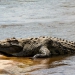 <h2>The Best of South Africa Escorted 2023</h2> 14 Nights | 6 Rounds | March 11 - 25