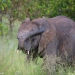 <h2>The Best of South Africa Escorted 2023</h2> 14 Nights | 6 Rounds | March 11 - 25