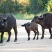 <h2>The Best of South Africa Escorted 2023</h2> 14 Nights | 6 Rounds | March 11 - 25