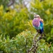 <h2>The Best of South Africa Escorted 2023</h2> 14 Nights | 6 Rounds | March 11 - 25