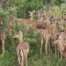<h2>The Best of South Africa Escorted 2023</h2> 14 Nights | 6 Rounds | March 11 - 25