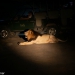 <h2>The Best of South Africa Escorted 2023</h2> 14 Nights | 6 Rounds | March 11 - 25