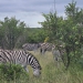 <h2>The Best of South Africa Escorted 2023</h2> 14 Nights | 6 Rounds | March 11 - 25