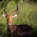 <h2>The Best of South Africa Escorted 2023</h2> 14 Nights | 6 Rounds | March 11 - 25
