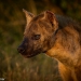 <h2>The Best of South Africa Escorted 2023</h2> 14 Nights | 6 Rounds | March 11 - 25