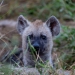 <h2>The Best of South Africa Escorted 2023</h2> 14 Nights | 6 Rounds | March 11 - 25